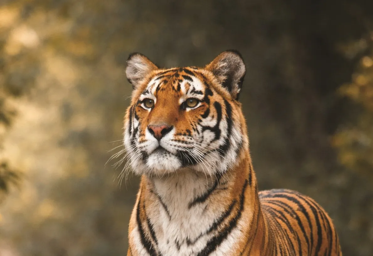 Análise de animais e analogia com psicologia humana